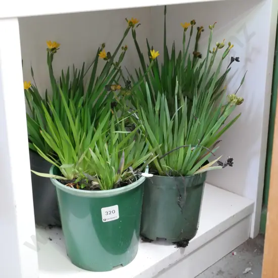 potted yellow eyed grasses