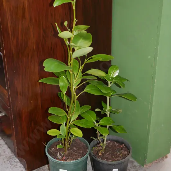 2x potted broadleafs