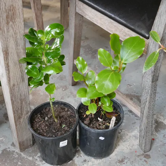 2x potted broadleafs