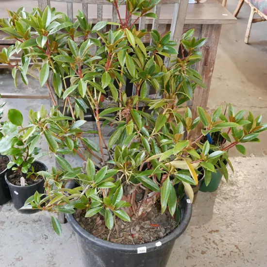 potted rhododendron