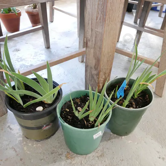 3x potted mini irises