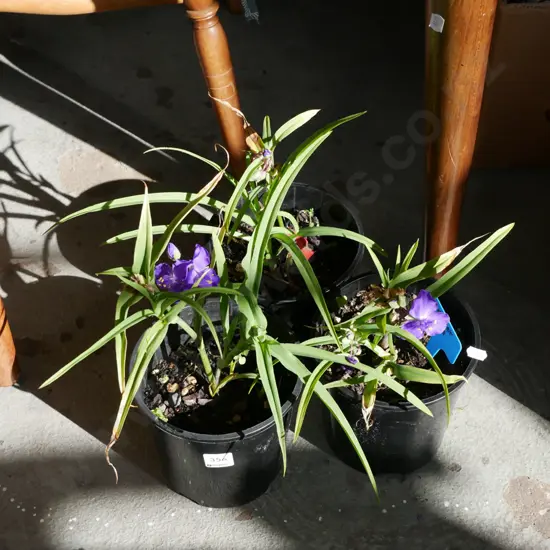 3x potted spiderworts