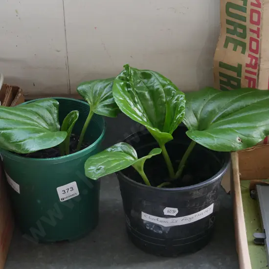 2x potted Chatham Island forget me nots