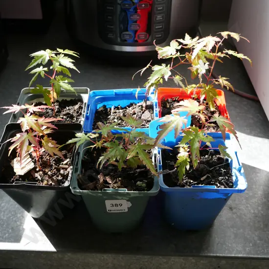 6x small potted maples