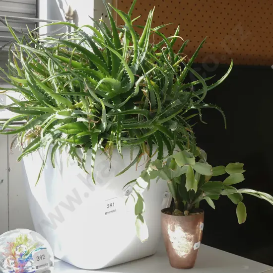 2x potted succulents