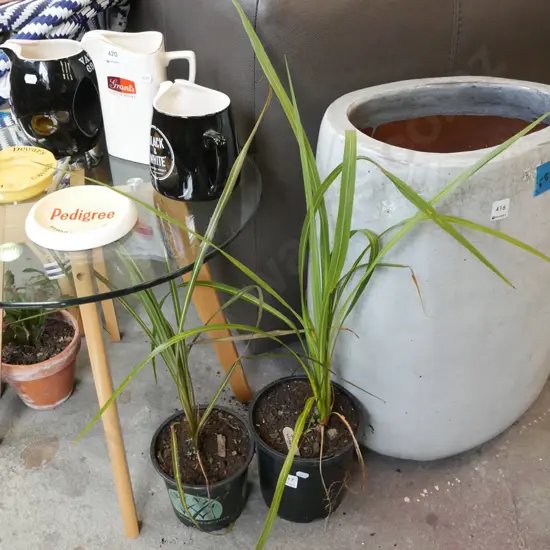 2x potted cabbage trees