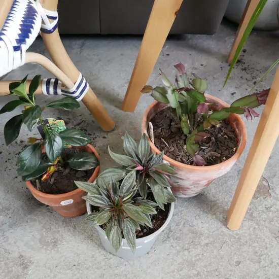 3x potted indoor plants