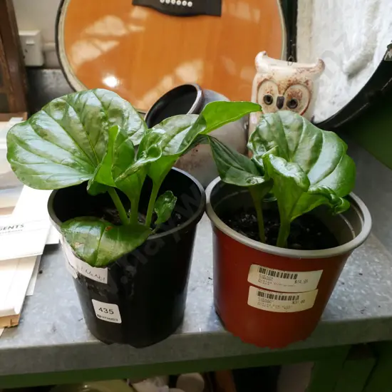 2x potted Chatham Island forget me nots