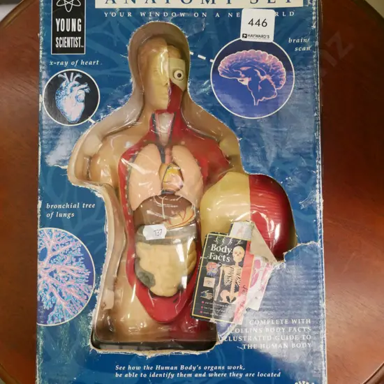 cased anatomy set (missing body facts pamphlet)