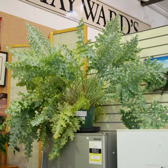 potted silver leaf philodendron
