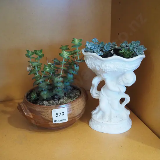 succulents in small planters