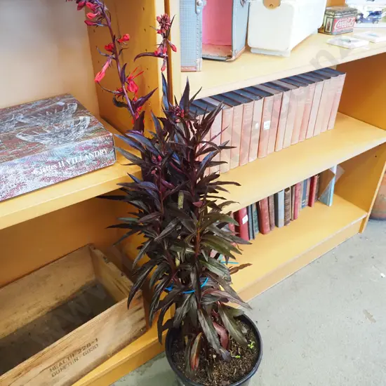 potted lobelia cardinalis