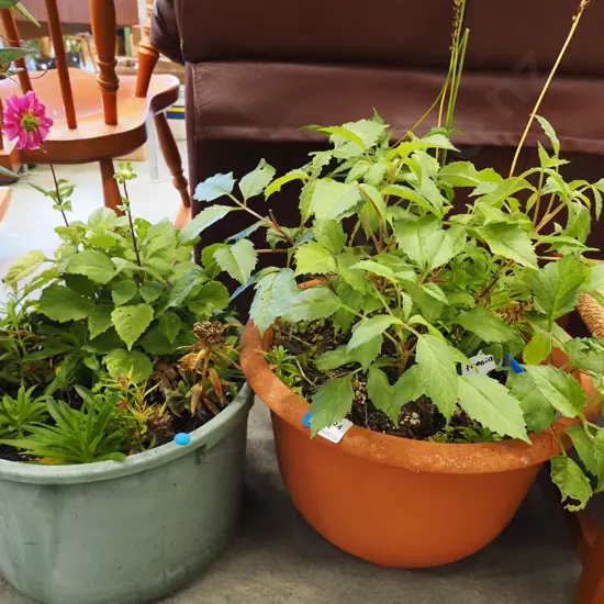 2x potted dahlias - blue dots