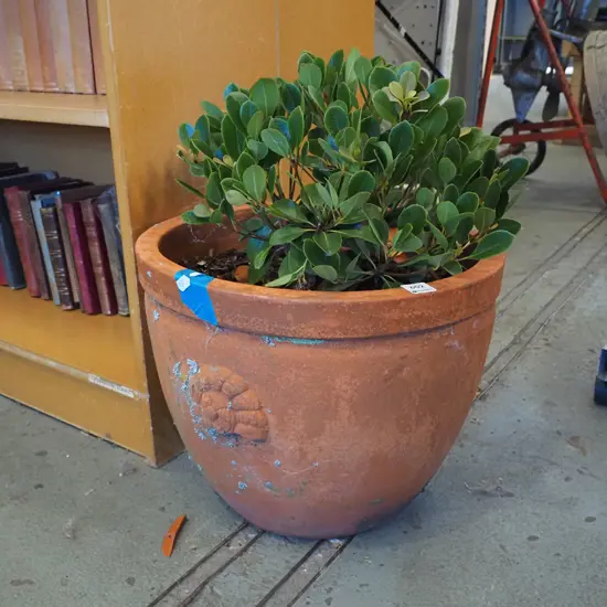 shrub in terracotta planter