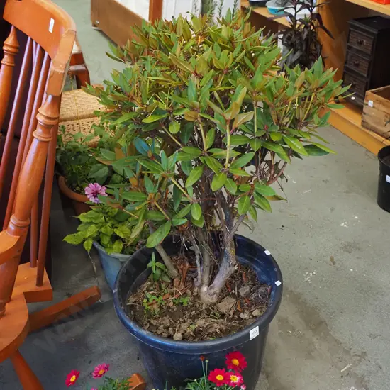potted rhododendron