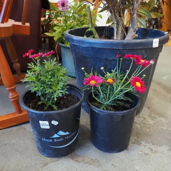 2x potted daisies