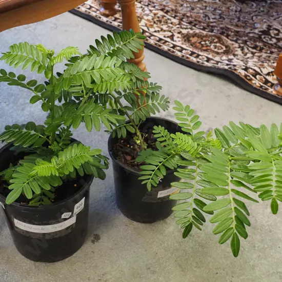 2x potted kakas beaks