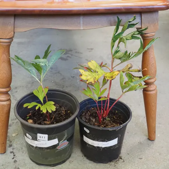 2x potted tree peonies