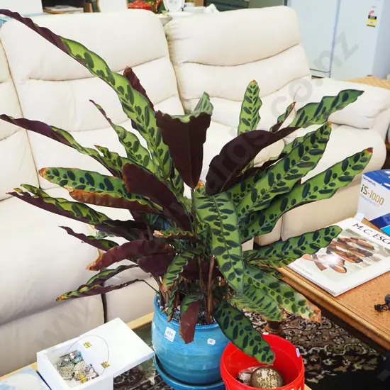 indoor plant in blue glazed planter