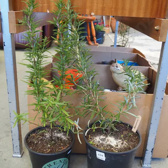 2x potted rosemary plants