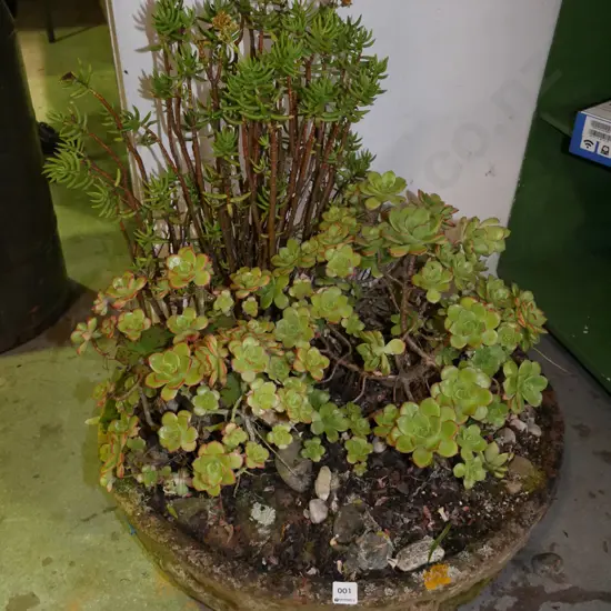 large concrete garden planter with various succulents Diam-600