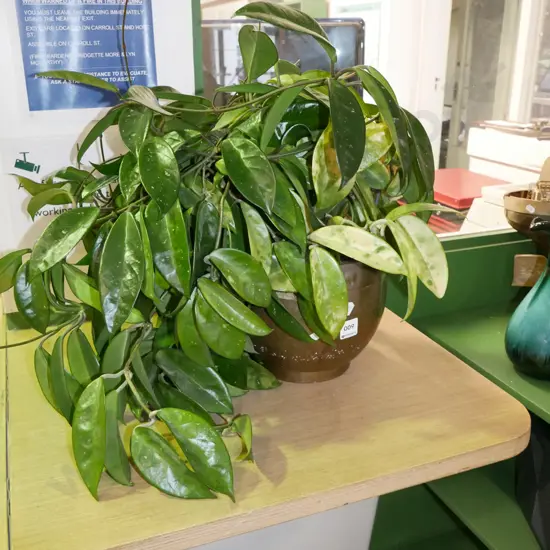 potted indoor plant - hoya