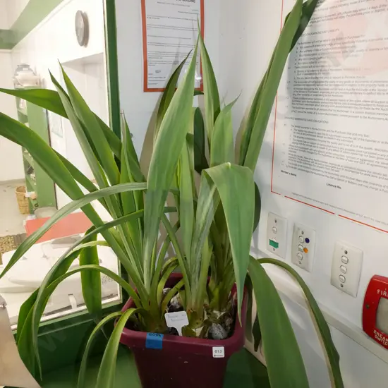 potted plant - beschorneria yuccoides