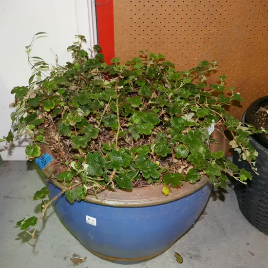 large blue glazed planter with glycosnis pentaphylla (orange berry)