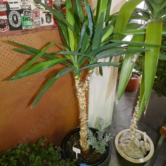 indoor yucca H-1000 (plant)
