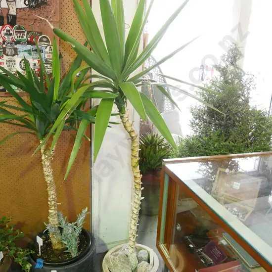 indoor yucca H-1500 (plant)