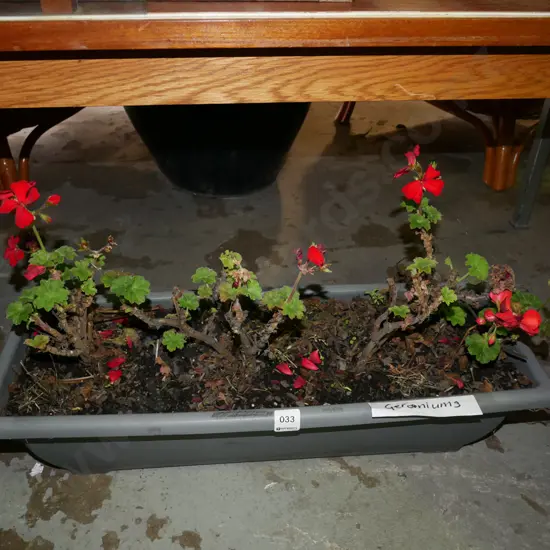 plastic planter trough and geraniums