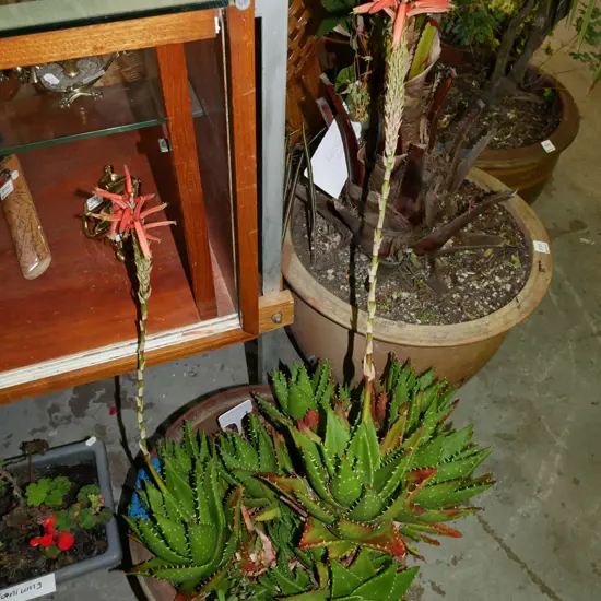 flowering succulents in glazed planter