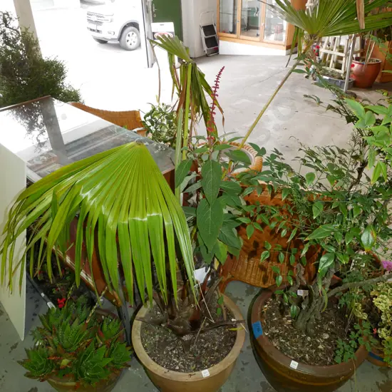 potted livingstonia australis plant