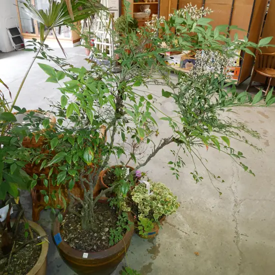 potted nandina domestica in glazed dragon planter Planter H-360