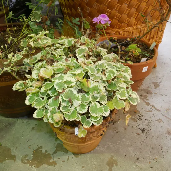 variegated geranium in terracotta planter