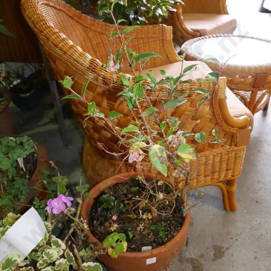 Fuschia Bealling in terracotta planter