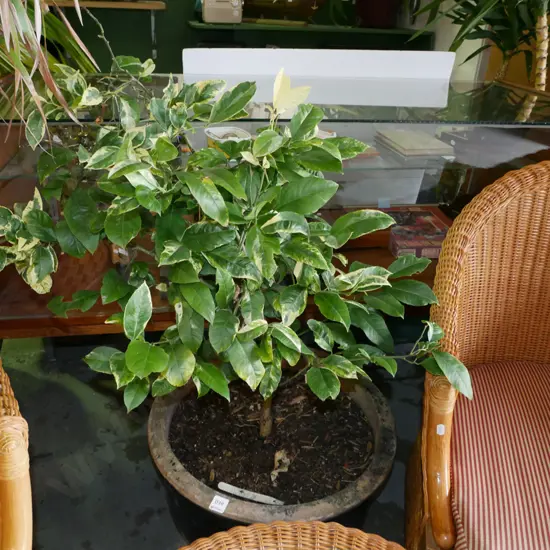 variegated lemon meyer in blue glazed planter Planter H-400