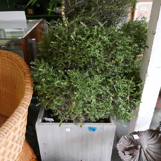 lonicera in composite planter Planter H-460