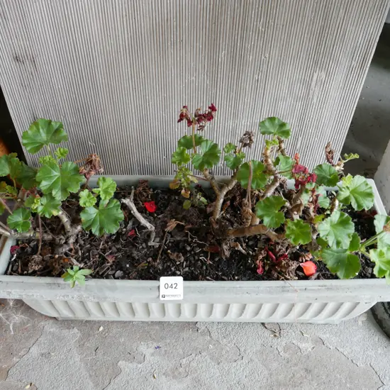 geraniums in plastic trough planter