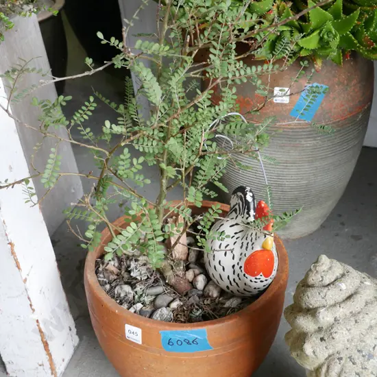 kowhai and happy hen in terracotta garden planter