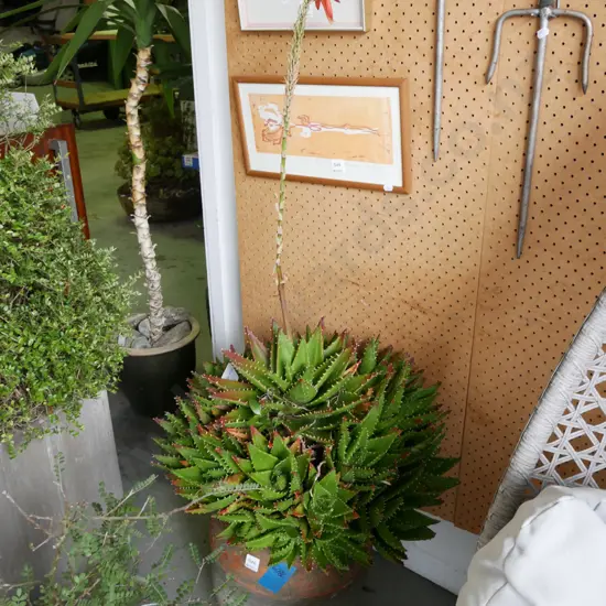 succulents in terracotta garden planter Overall H-750