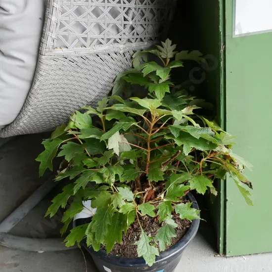 hydrangea pee wee in blue glazed planter
