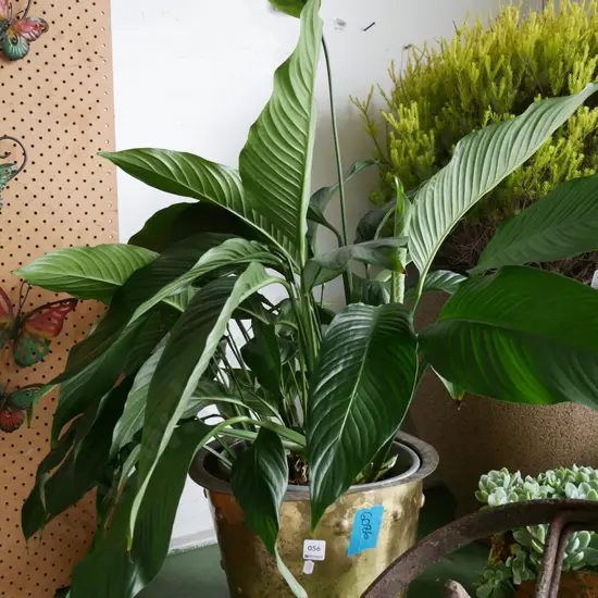 peace lilyin plastic planter and brass jardiniere