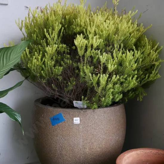 coleonema in composite planter Planter H-460