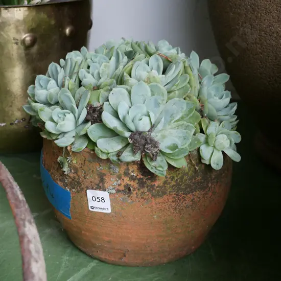 succulent in terracotta planter