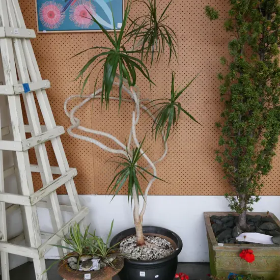 dracena in black painted planter Plant H-1200