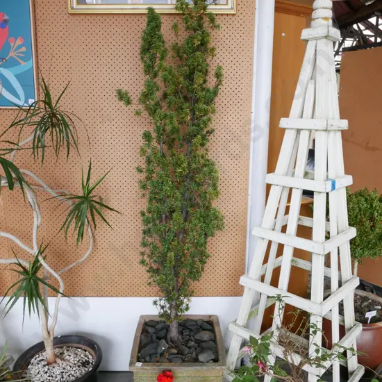 upright ewer tree in concrete planter Tree H-1500