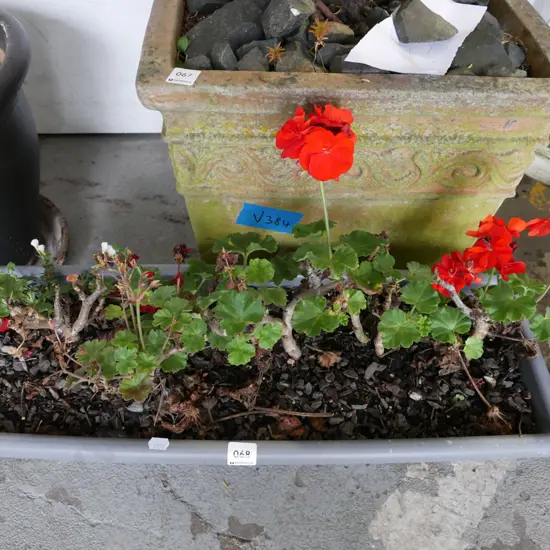 geraniums in plastic trough planter