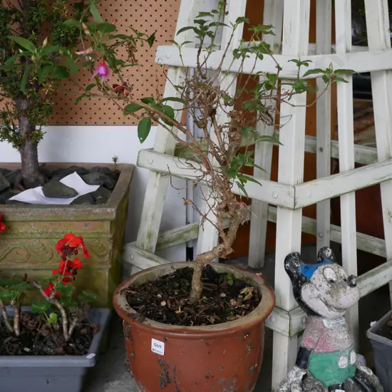 fuschia alison patricia in glazed garden planter