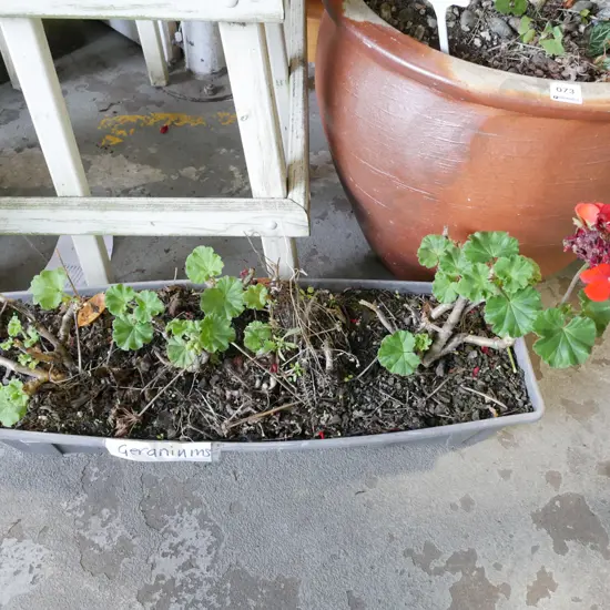 geraniums in plastic trough planter